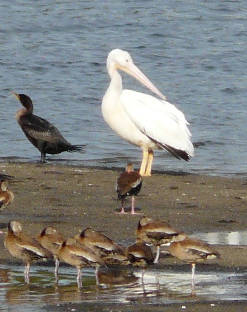 American White Pelican - ML611444515