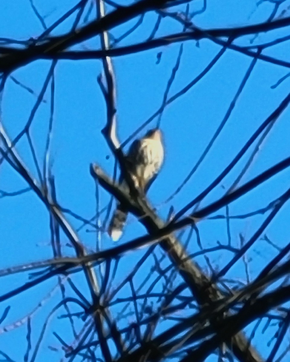 Cooper's Hawk - Linda Callahan