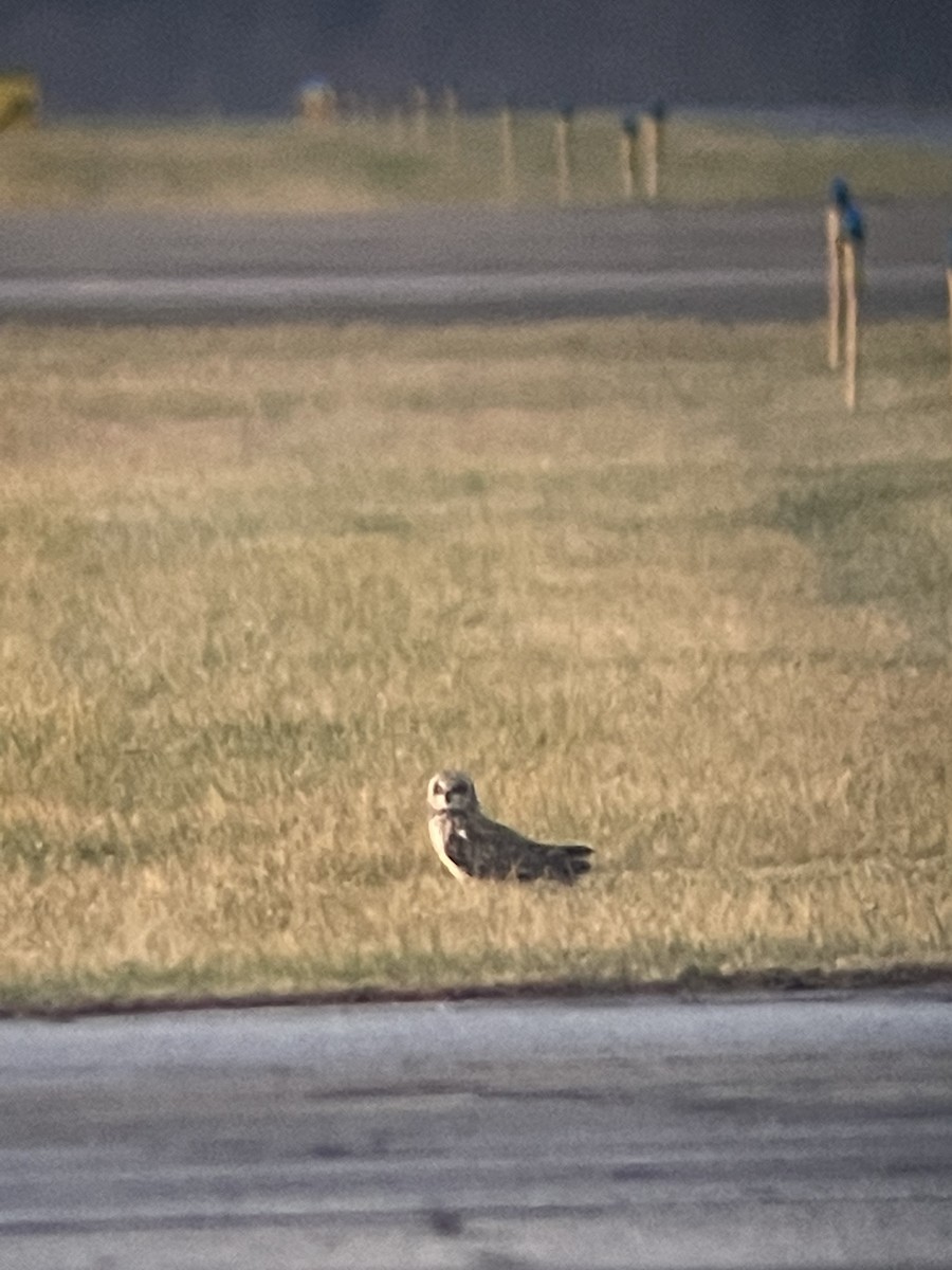 Short-eared Owl - ML611444706