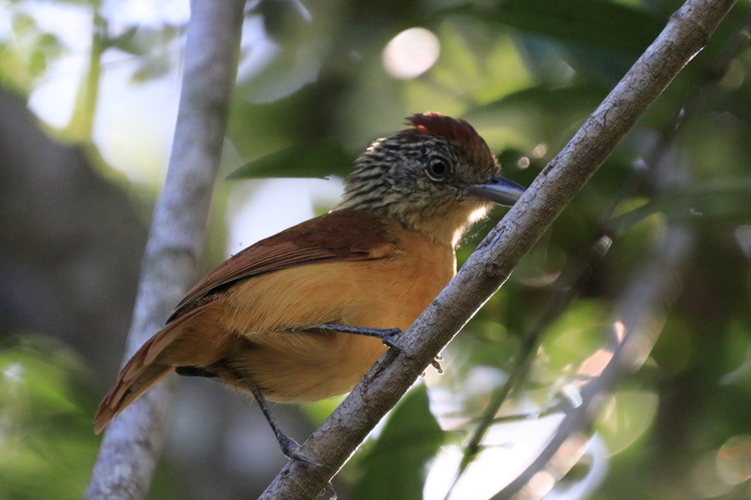 Barred Antshrike - ML611444709