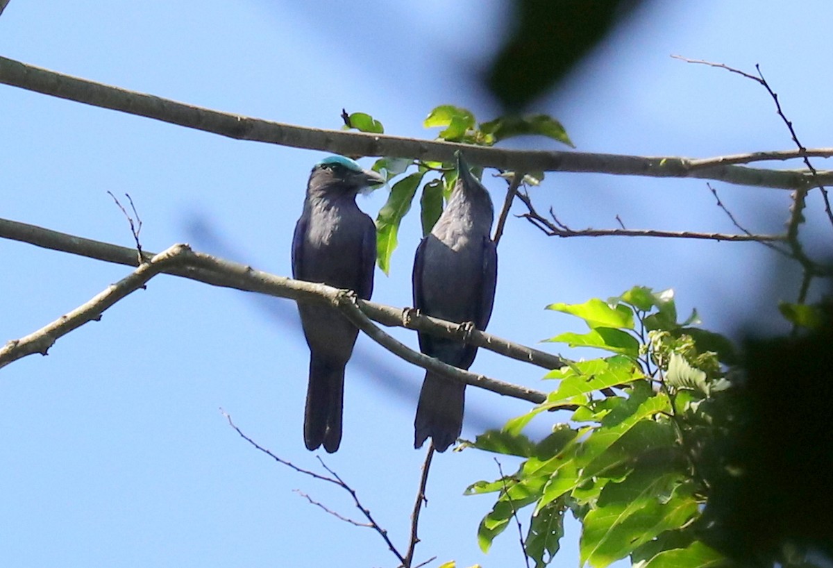 Purple-winged Roller - ML611444728