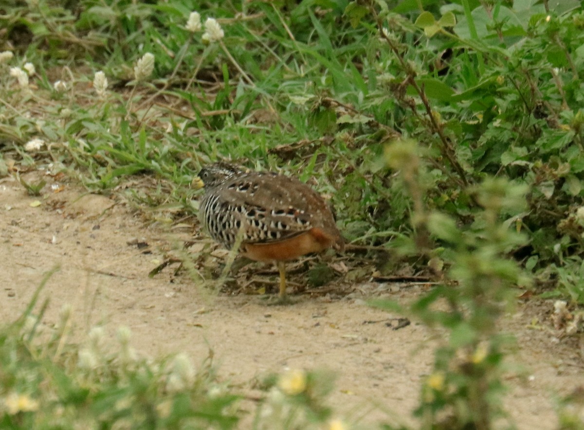 Barred Buttonquail - ML611444746