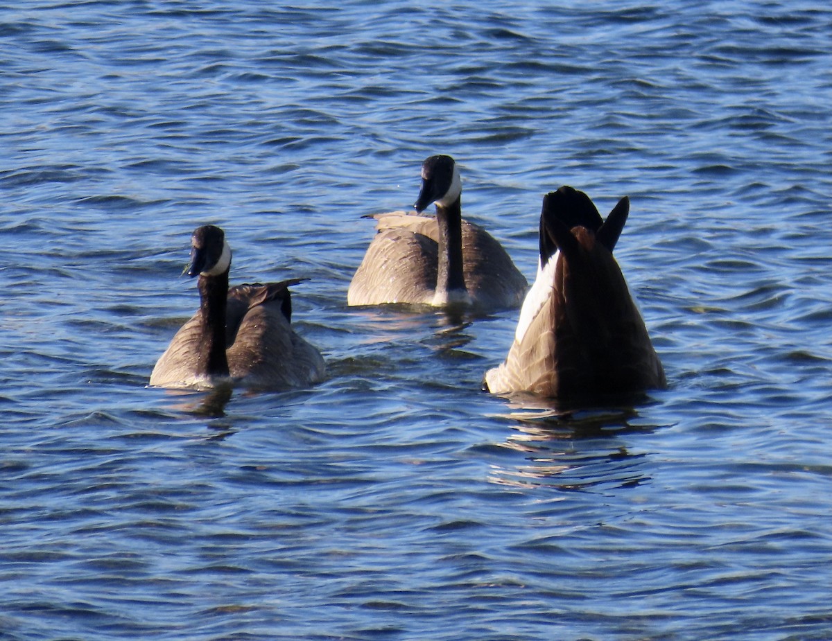 Canada Goose - ML611444749