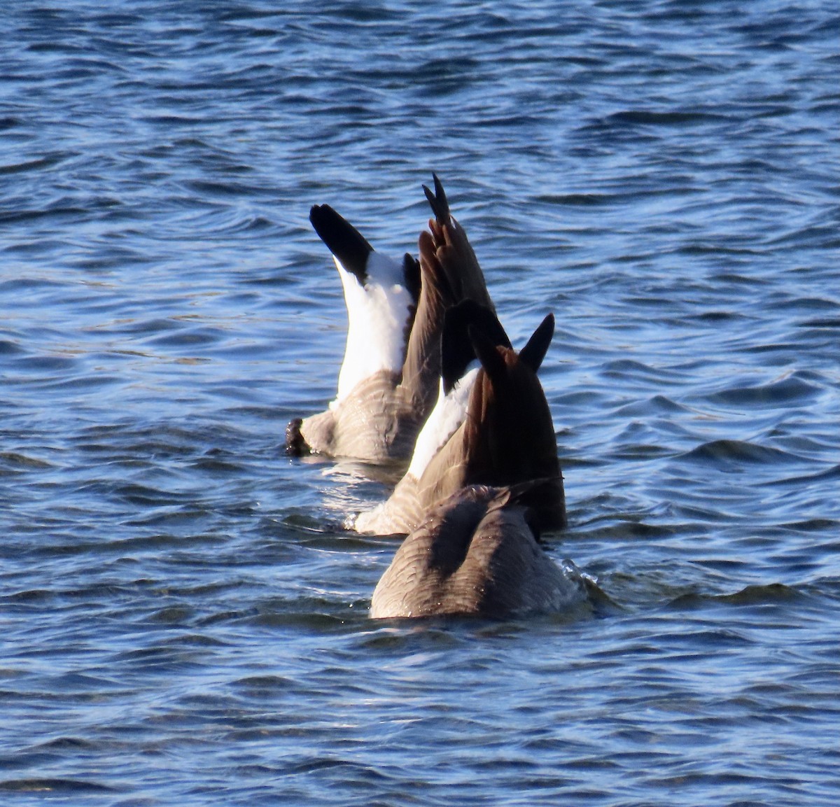 Canada Goose - Don Witter