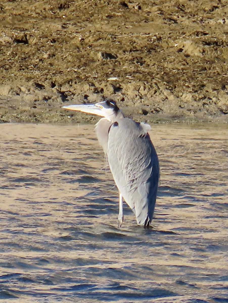 Great Blue Heron - ML611444777