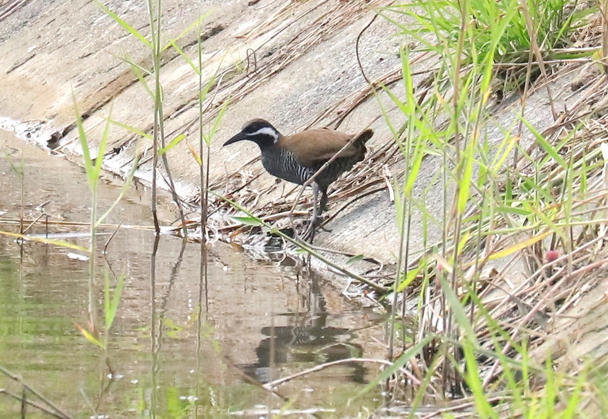 Barred Rail - ML611444797