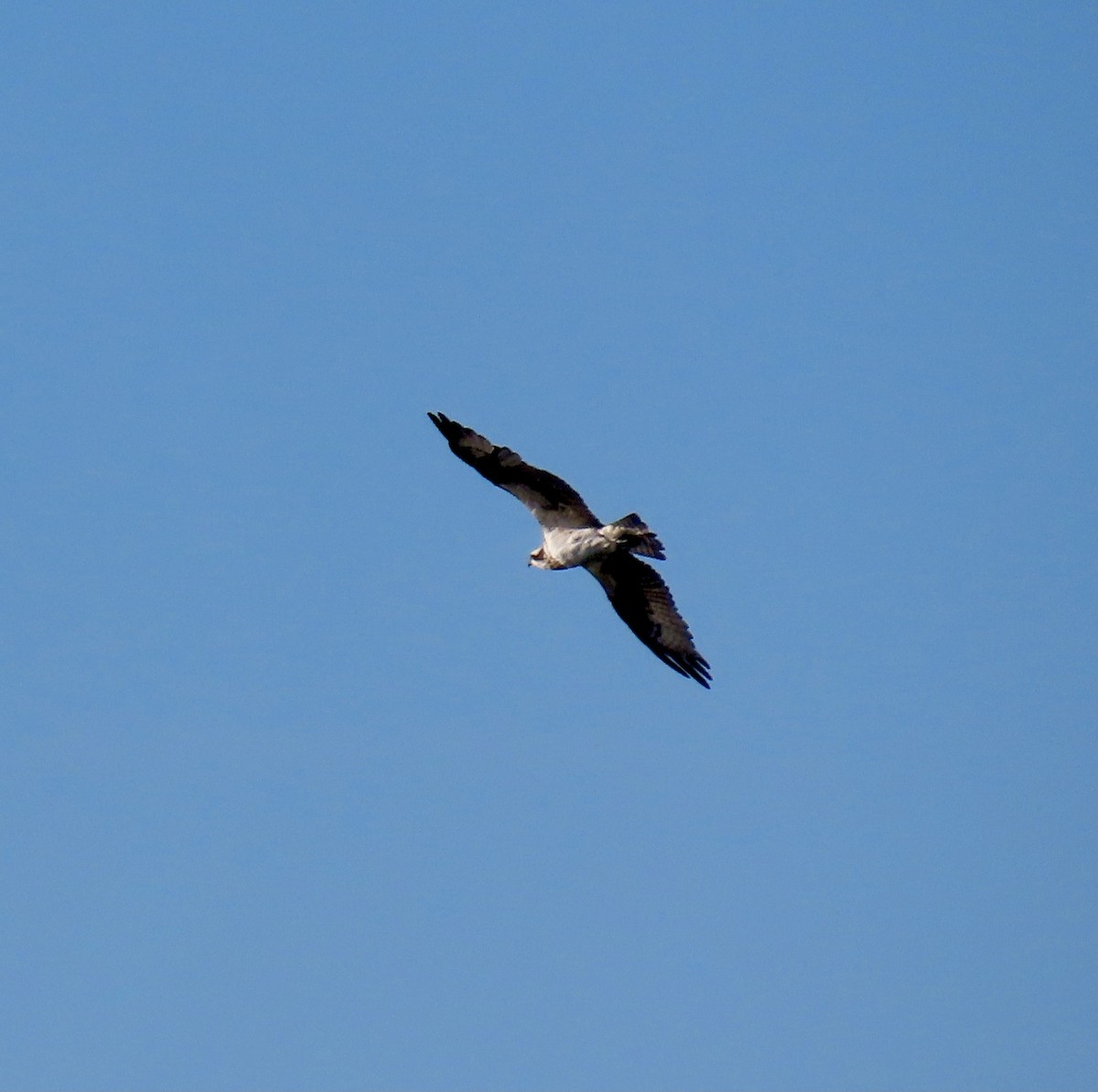 Águila Pescadora - ML611444890