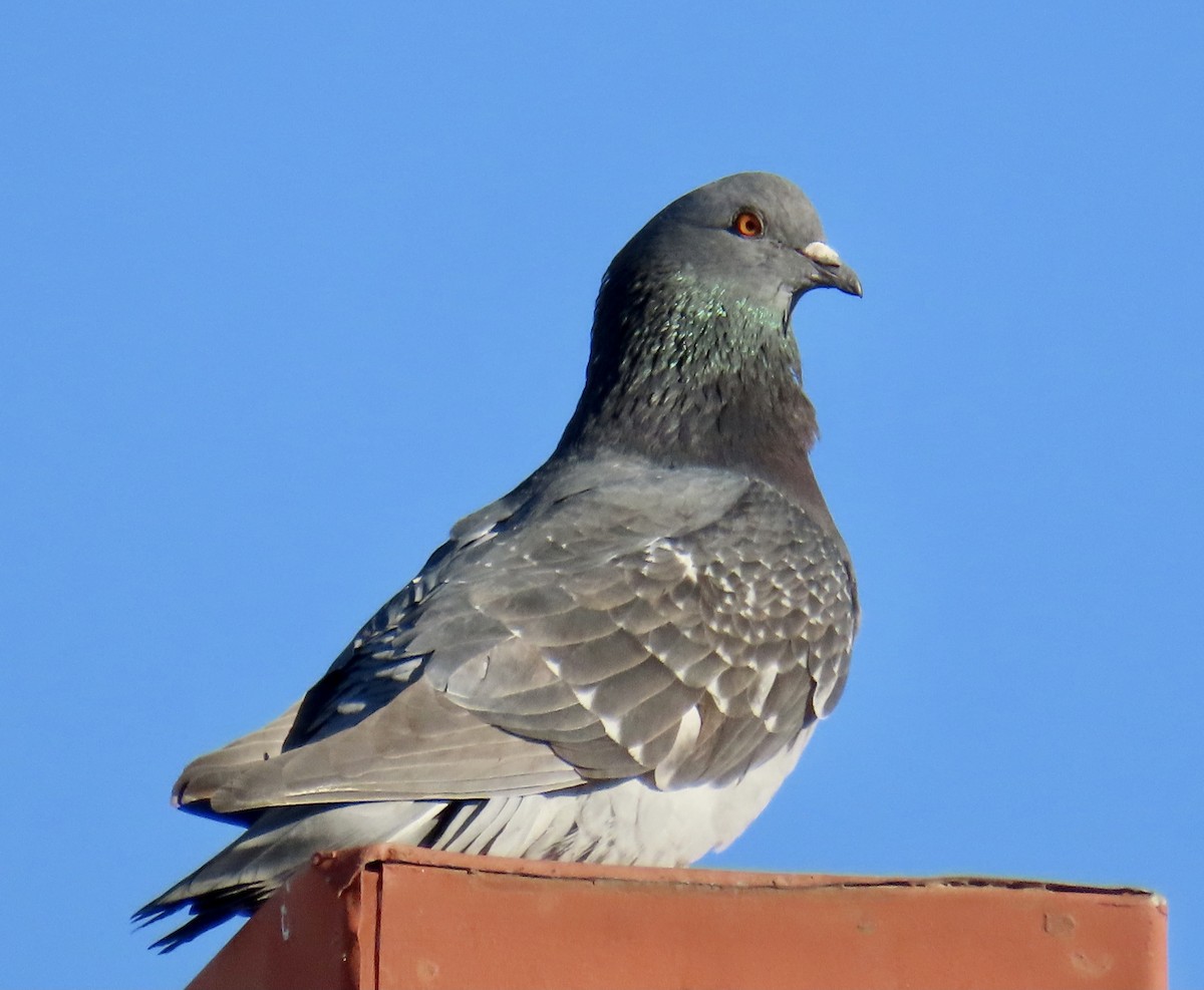 Rock Pigeon (Feral Pigeon) - ML611444945