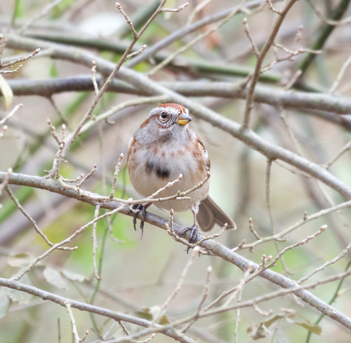 American Tree Sparrow - ML611444967