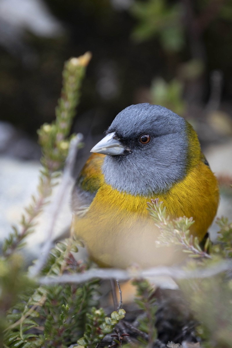 Patagonian Sierra Finch - ML611444991