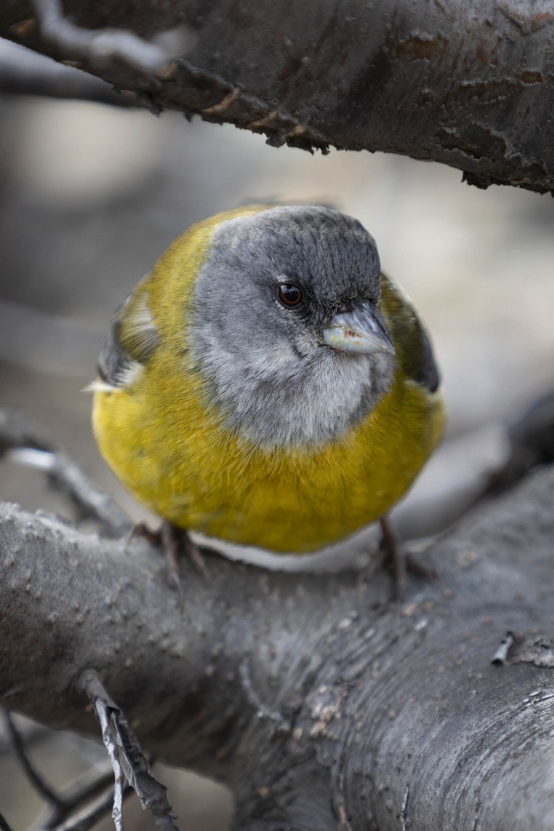 Patagonian Sierra Finch - Martin Ziegler