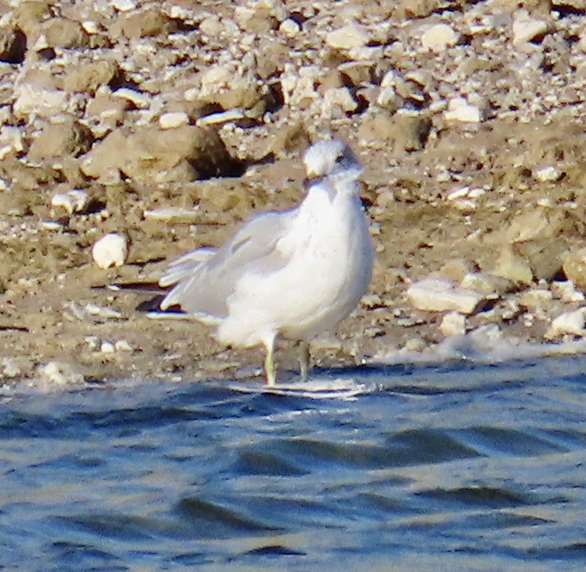 Ring-billed Gull - Don Witter