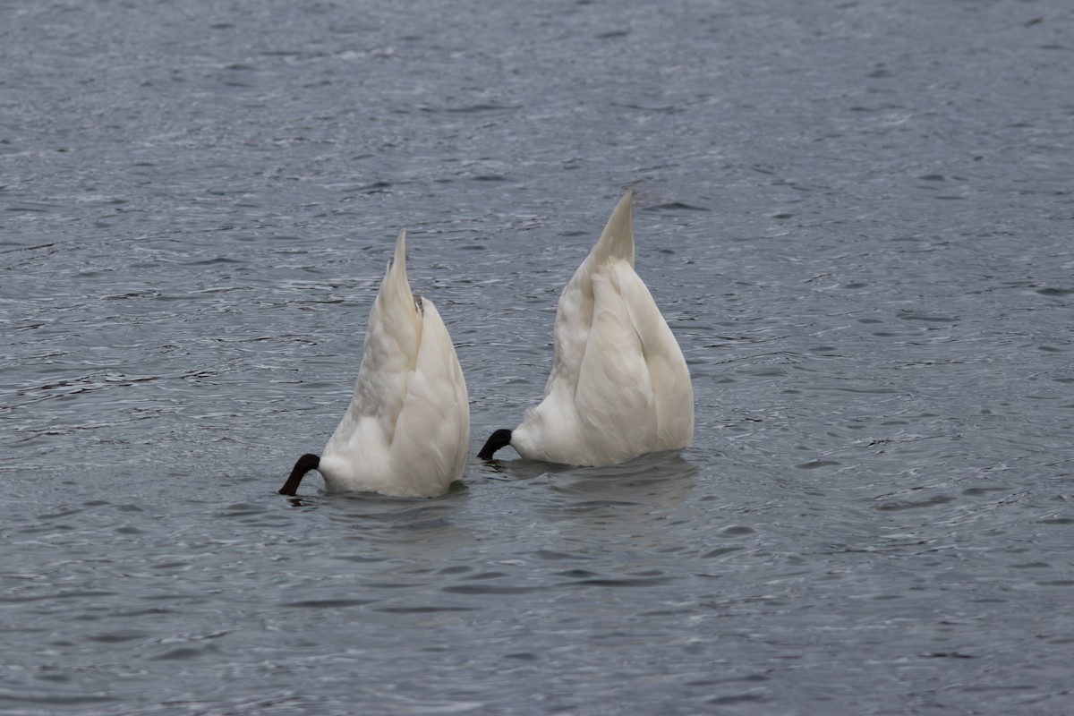 labuť velká - ML611445033