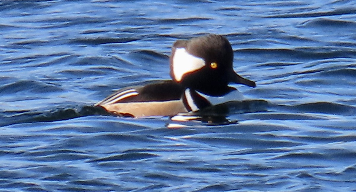 Hooded Merganser - ML611445068