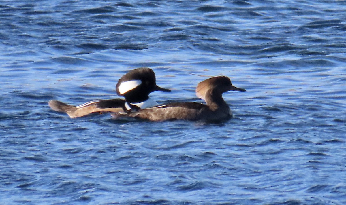 Hooded Merganser - ML611445069