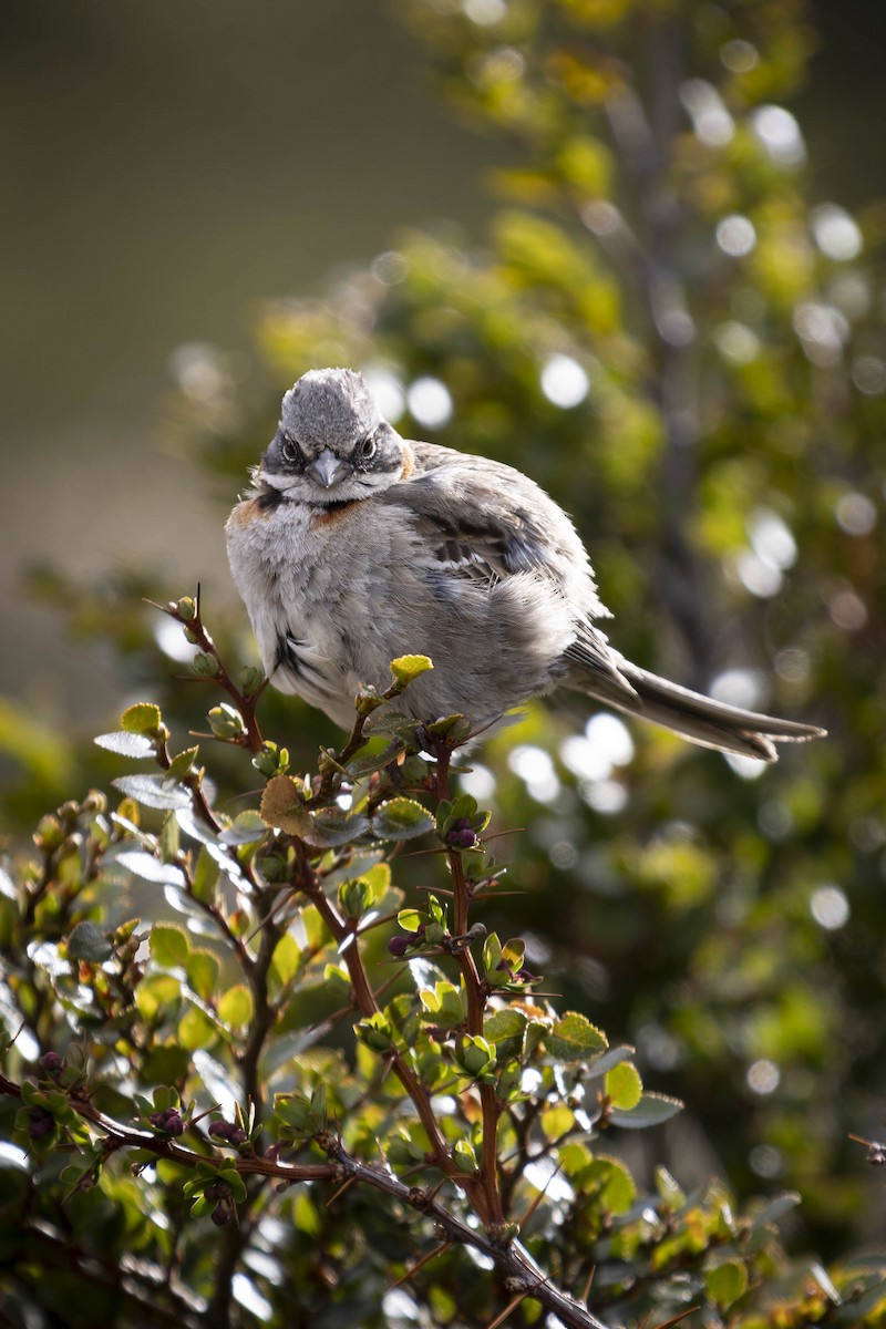 Rufous-collared Sparrow - Martin Ziegler
