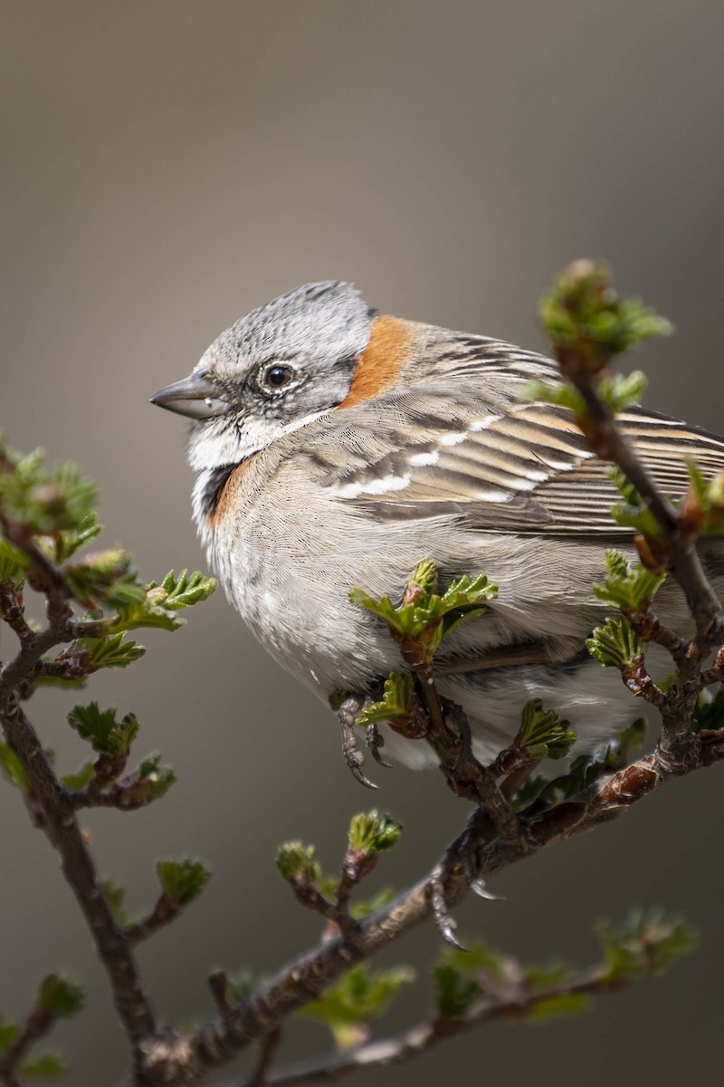 Rufous-collared Sparrow - Martin Ziegler