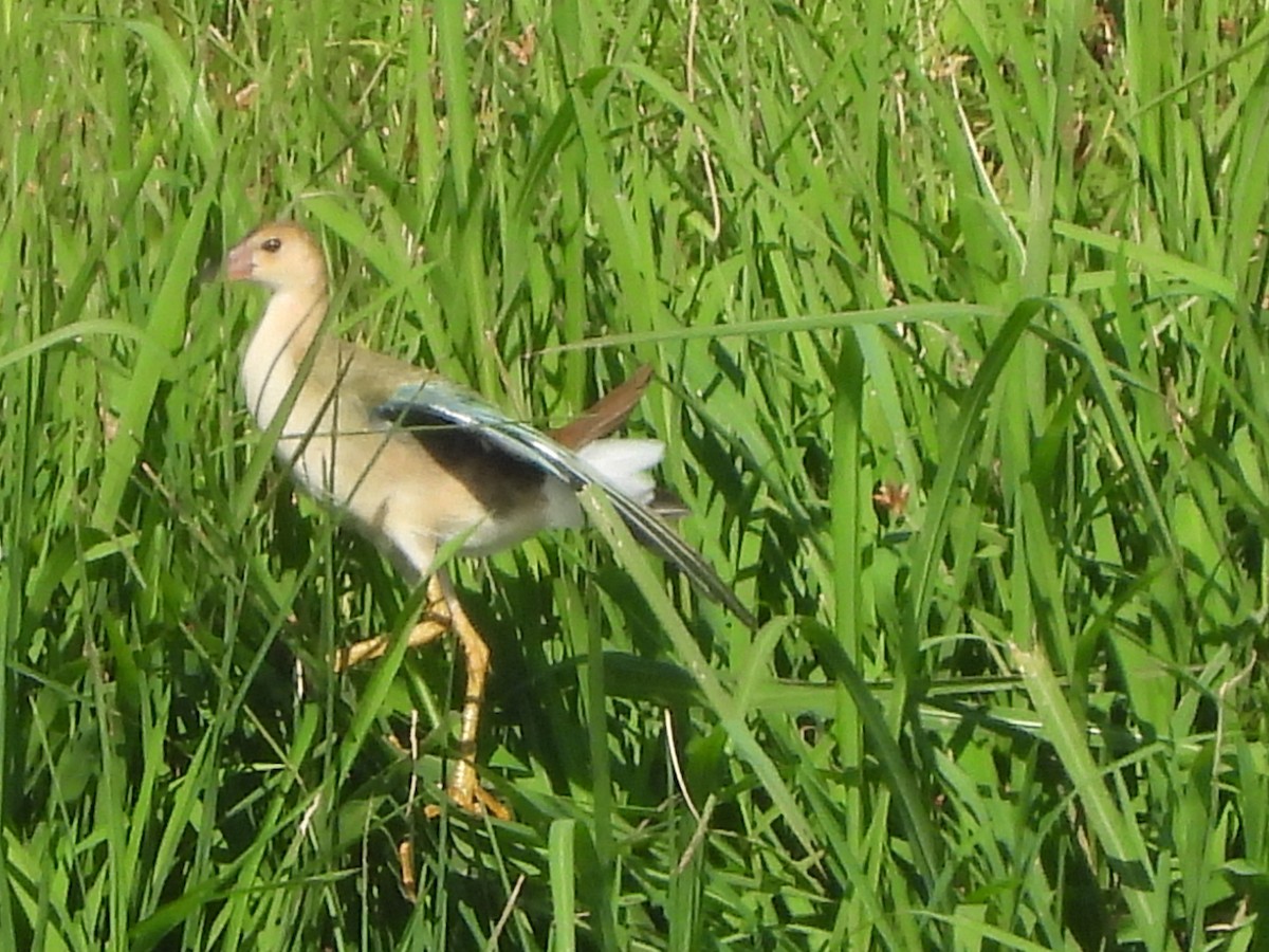 Purple Gallinule - Jacob Tsikoyak