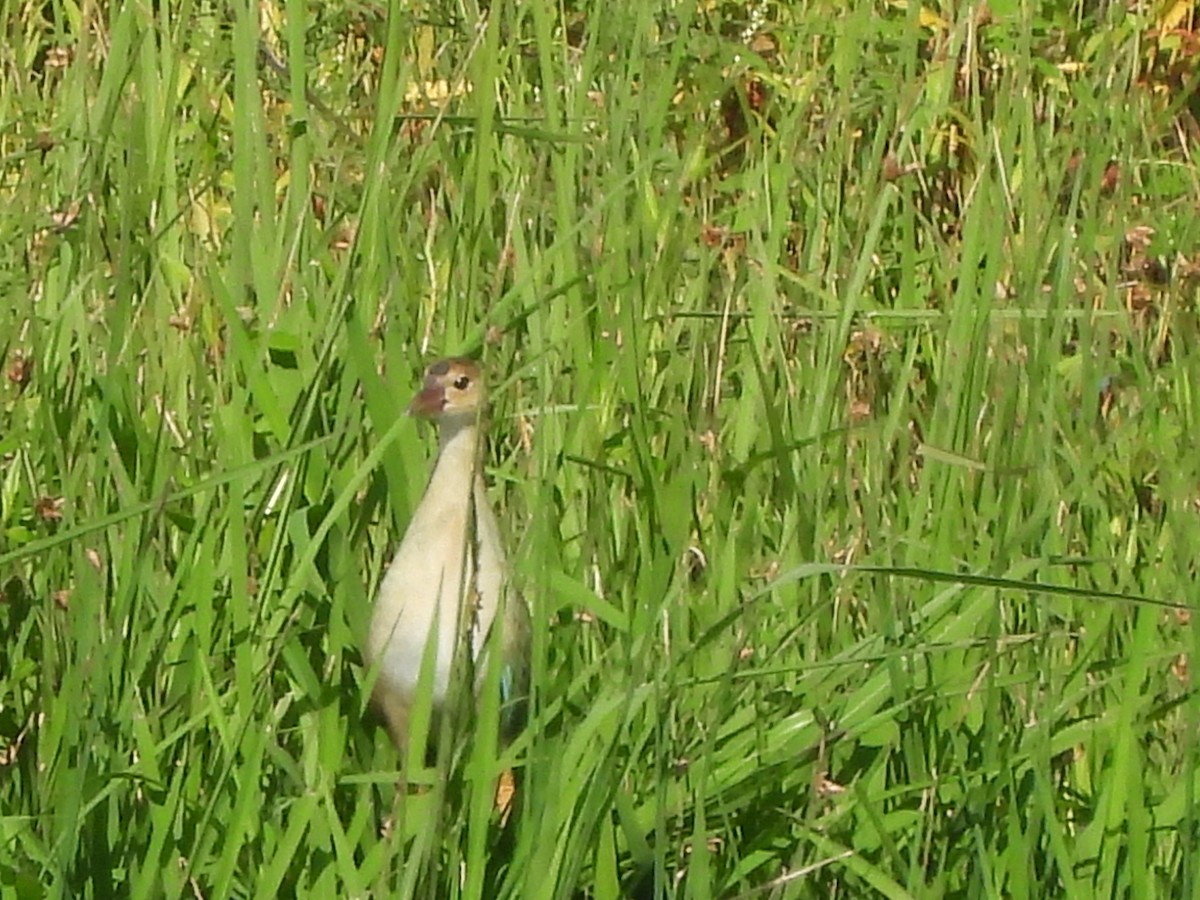 Purple Gallinule - Jacob Tsikoyak