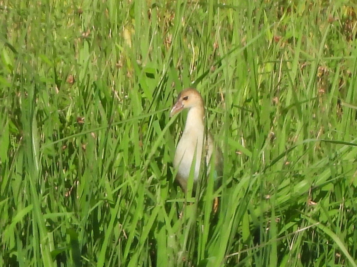 Purple Gallinule - ML611445115