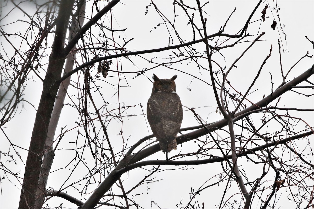 Great Horned Owl - Michael Gullo