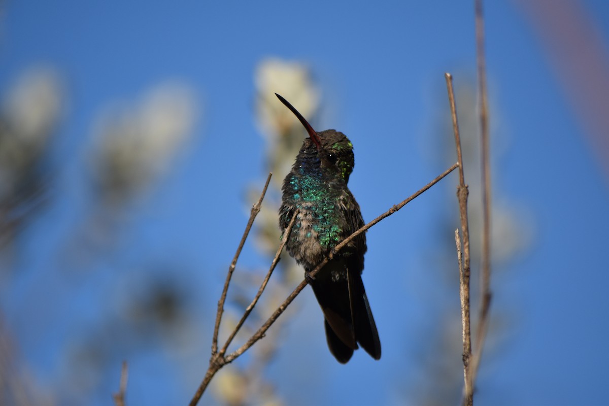 Broad-billed Hummingbird - ML611445224