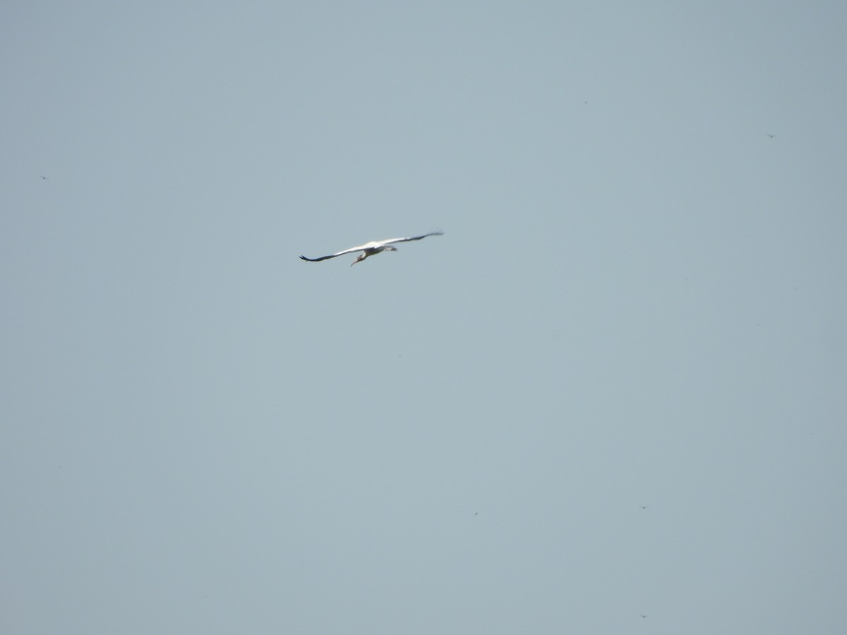 Wood Stork - Jacob Tsikoyak