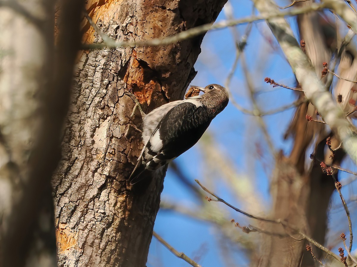 Red-headed Woodpecker - ML611445619