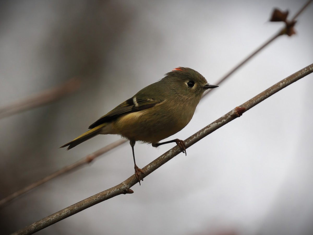 Ruby-crowned Kinglet - ML611445644