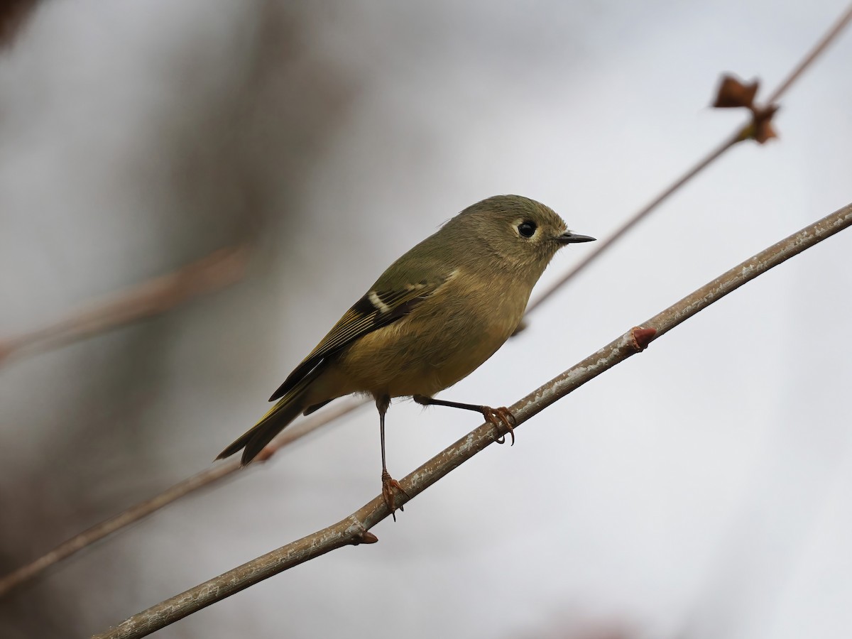 Ruby-crowned Kinglet - ML611445645
