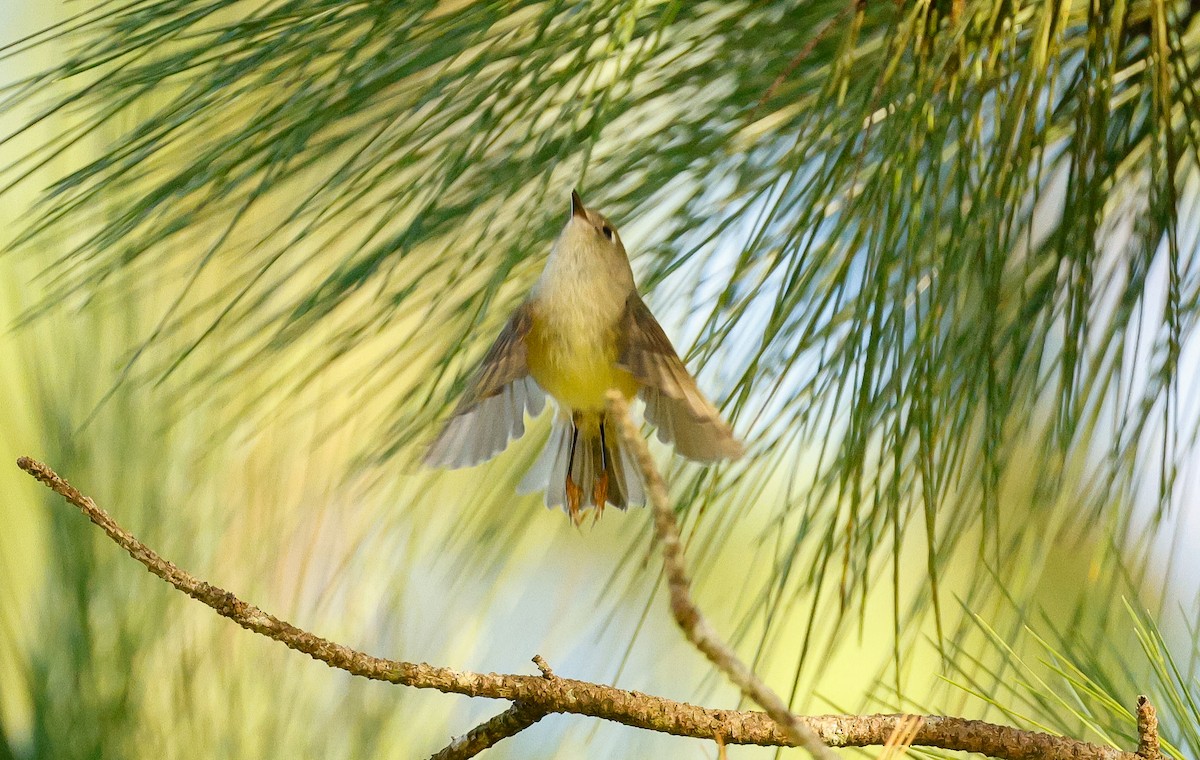 Ruby-crowned Kinglet - ML611445651