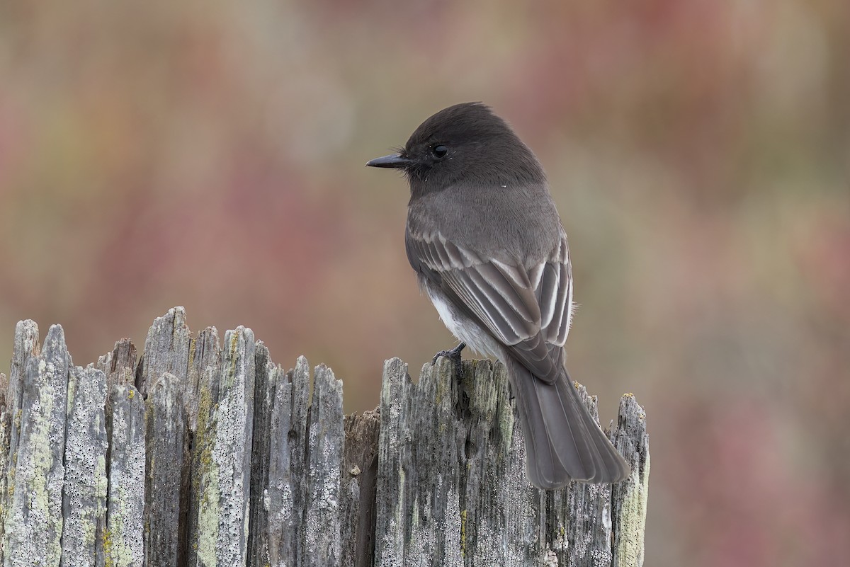 Black Phoebe - ML611445725