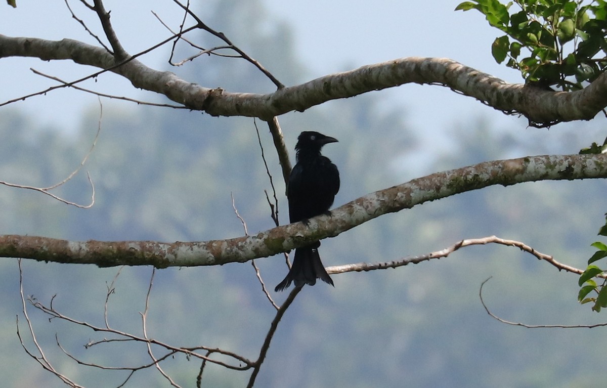 Haarbuschdrongo (leucops/banggaiensis) - ML611445745