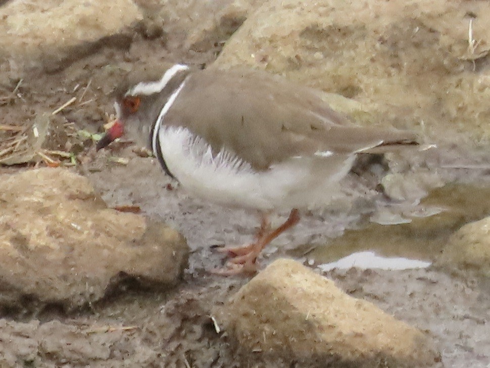 Three-banded Plover - Eric Wier