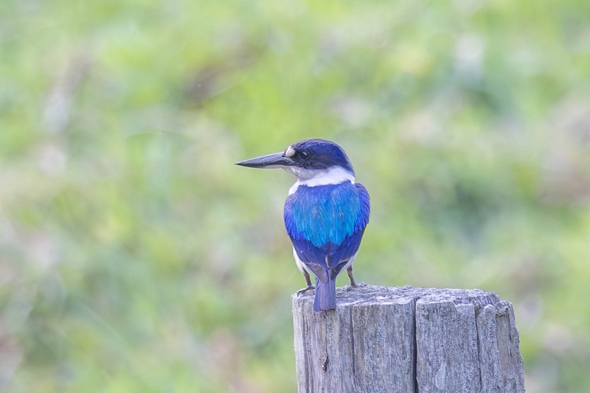 Forest Kingfisher - ML611445792