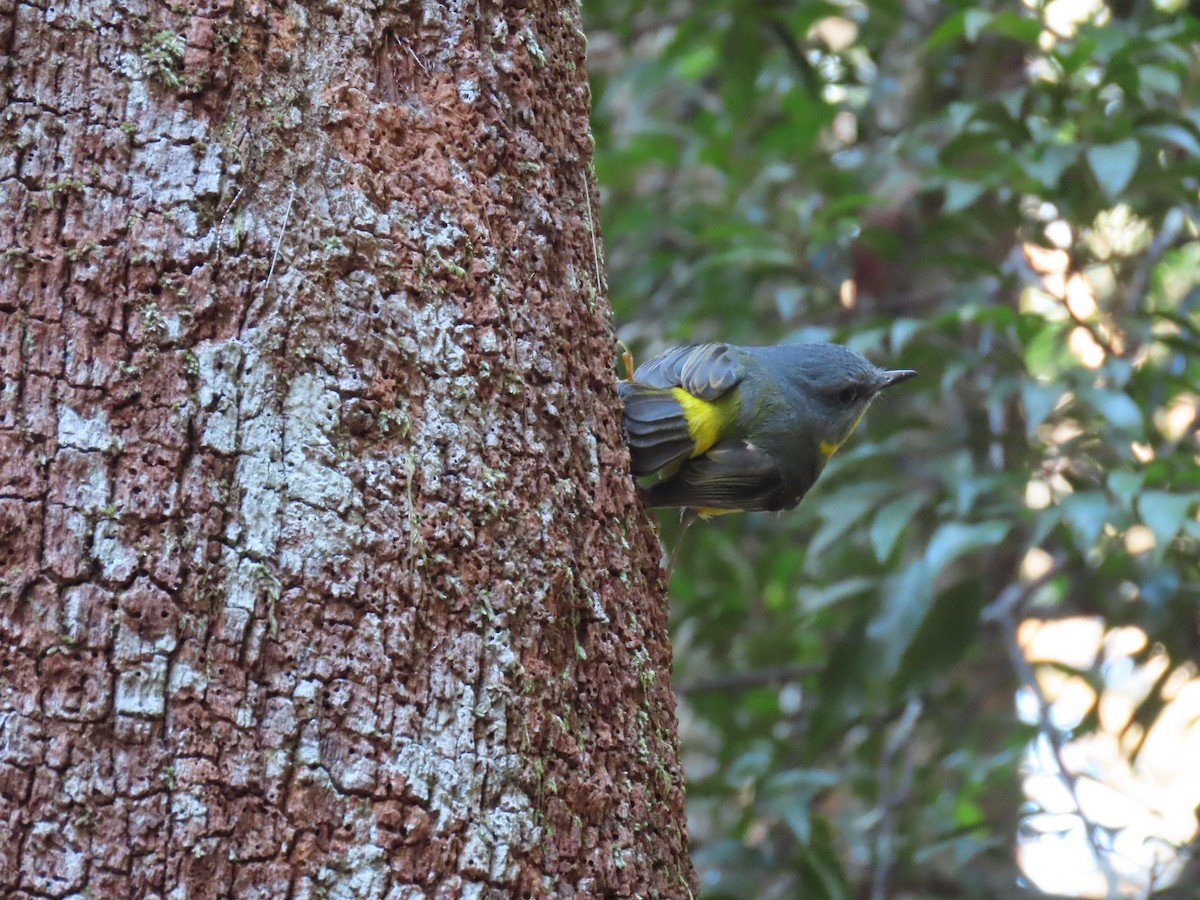 Eastern Yellow Robin - ML611446014