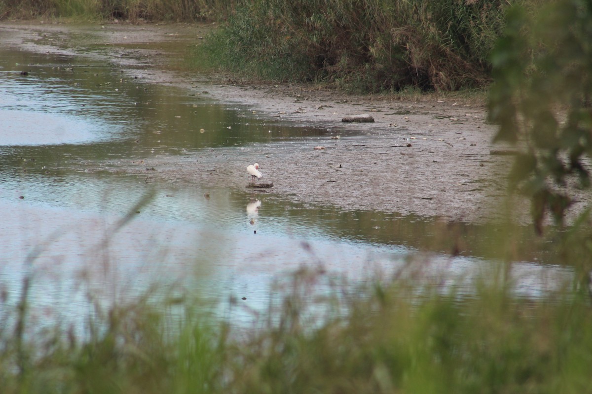 ibis bílý - ML611446018