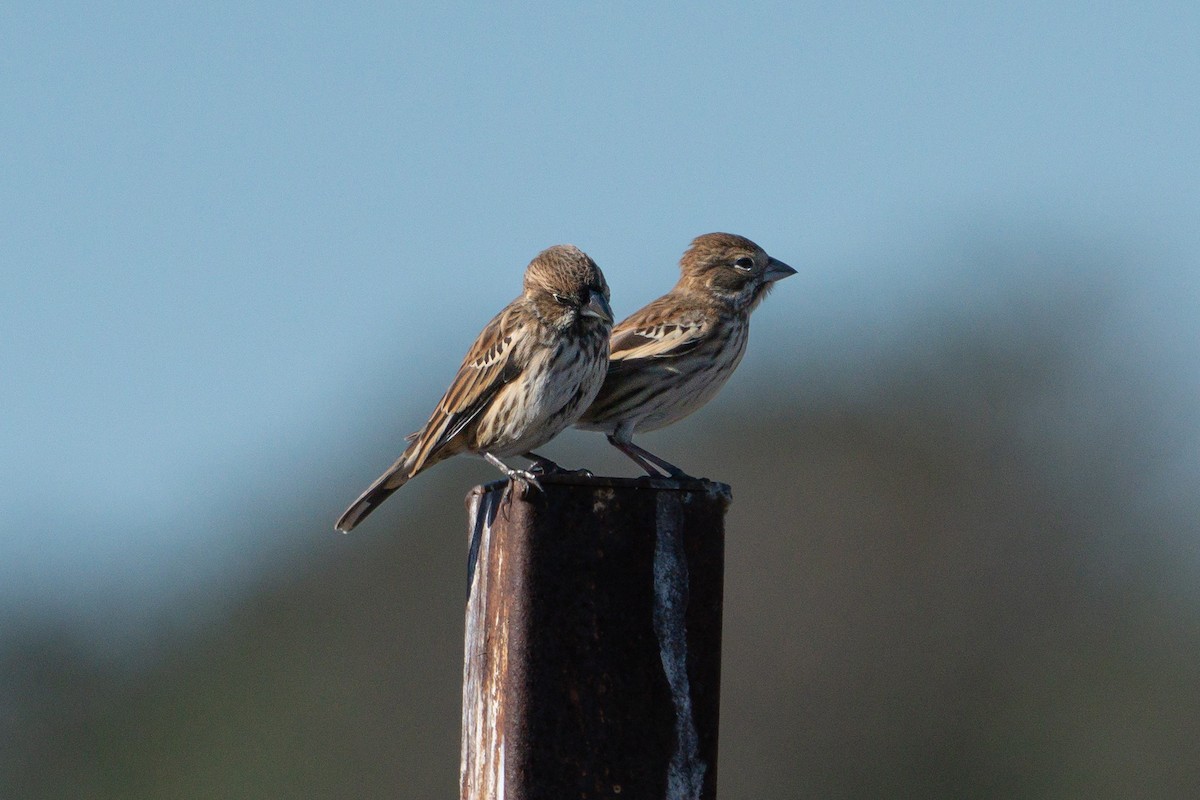 Lark Bunting - ML611446075