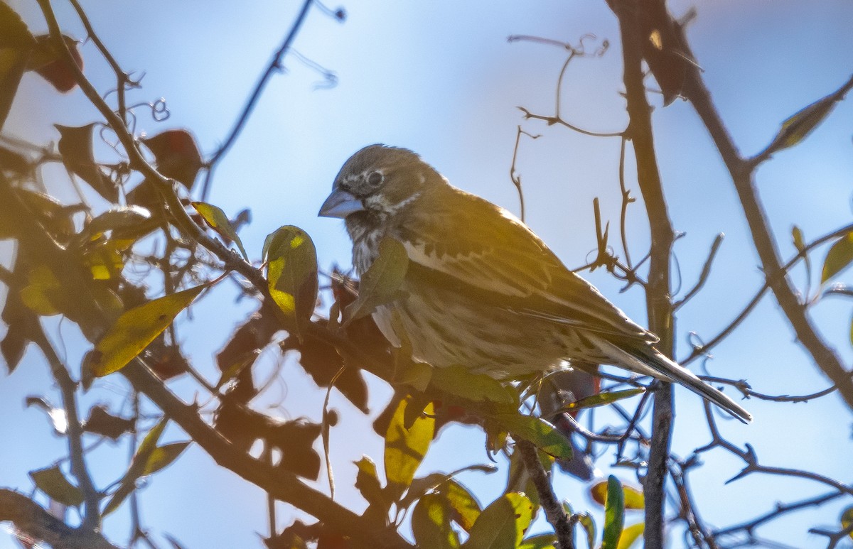 Lark Bunting - ML611446076