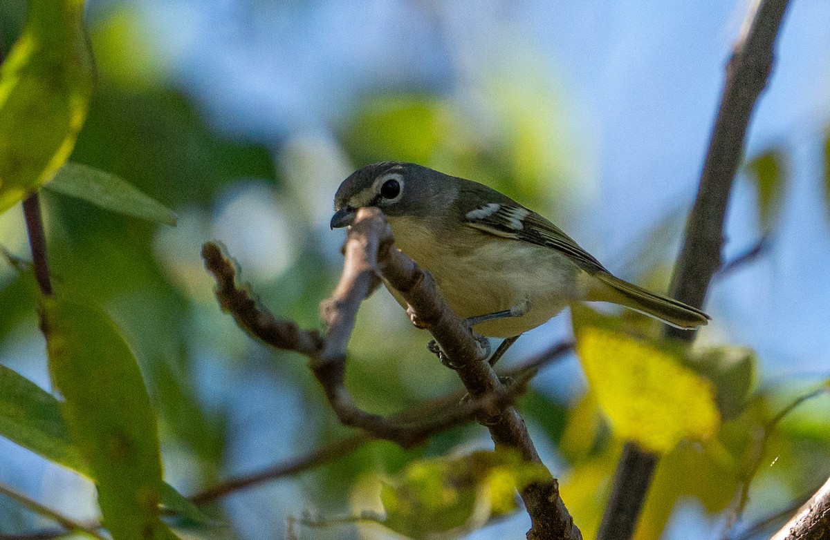 Blue-headed Vireo - ML611446163