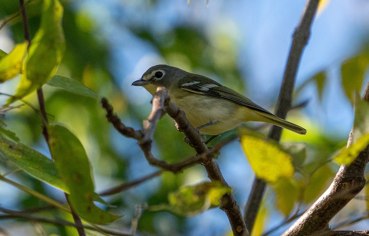 Blue-headed Vireo - ML611446164