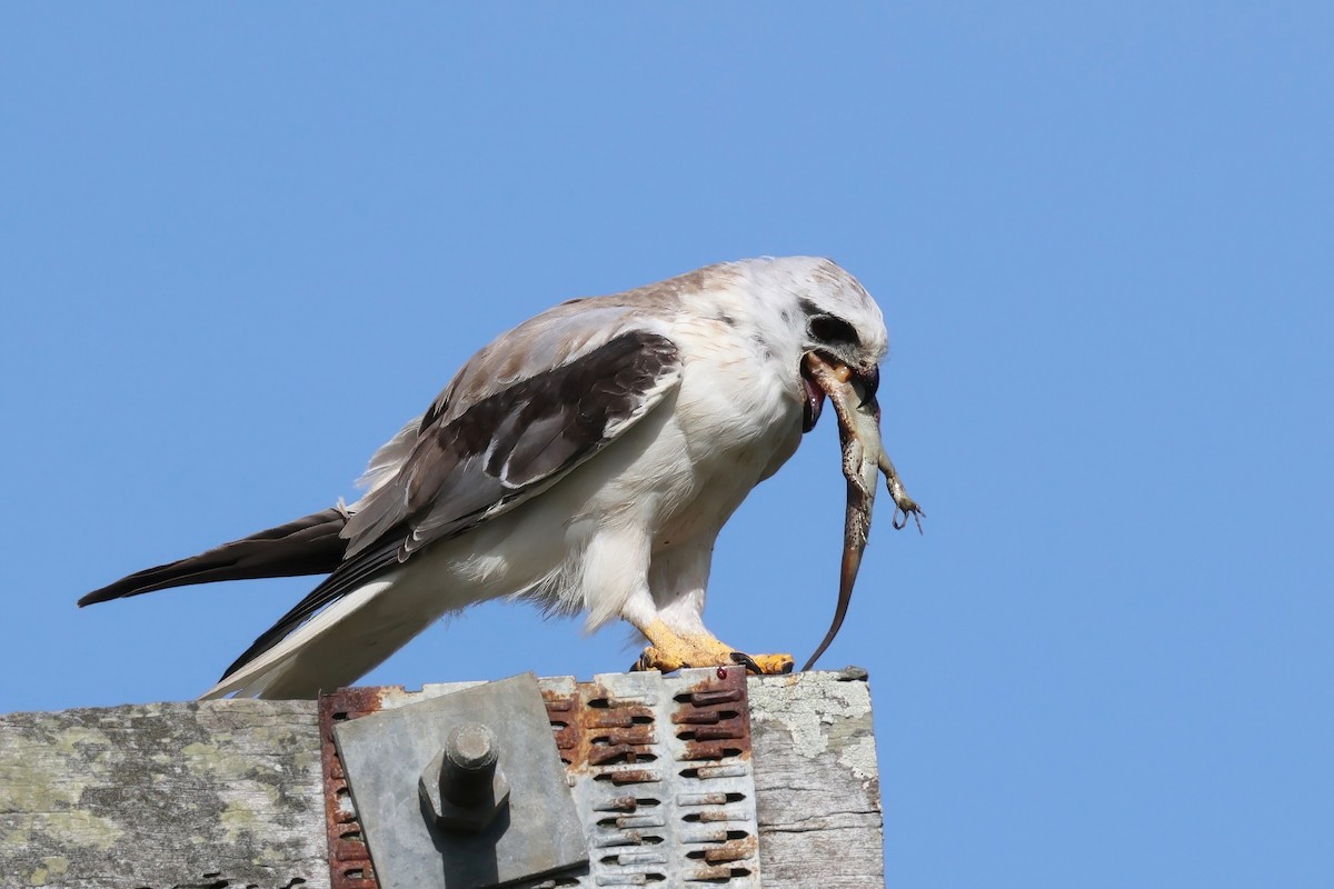 Black-shouldered Kite - ML611446224