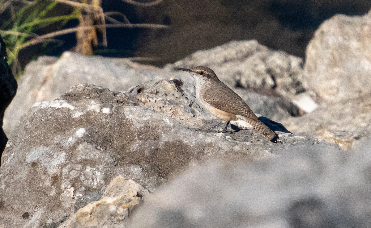 Rock Wren - ML611446226