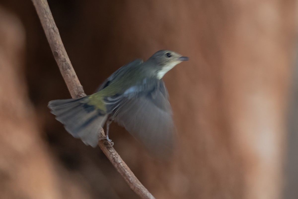 Narcissus Flycatcher - ML611446290