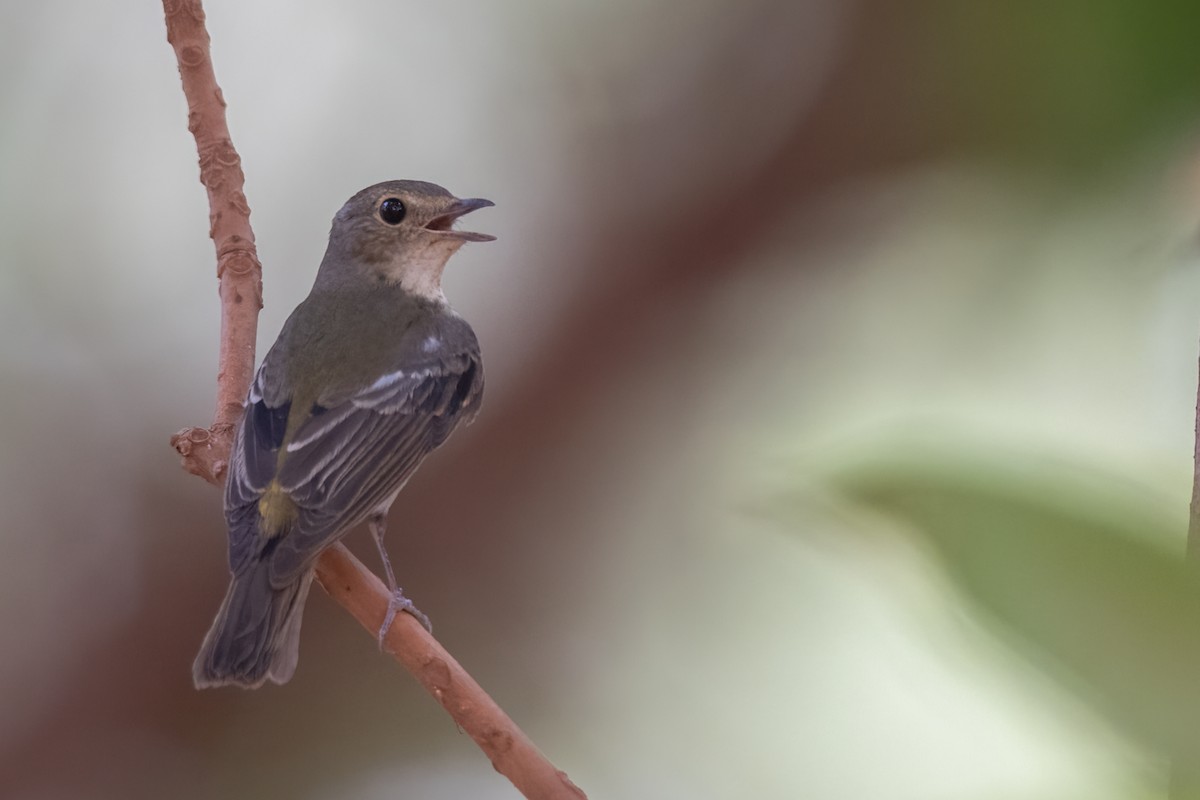 Narcissus Flycatcher - ML611446292