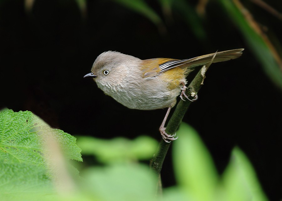 Gray-hooded Fulvetta - ML611446294