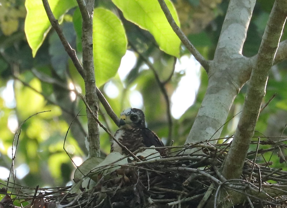 Moluccan Goshawk - Joelle Finley