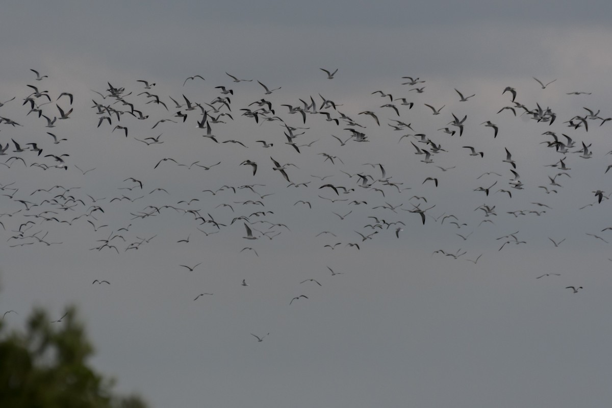 Gaviota Guanaguanare - ML611446318