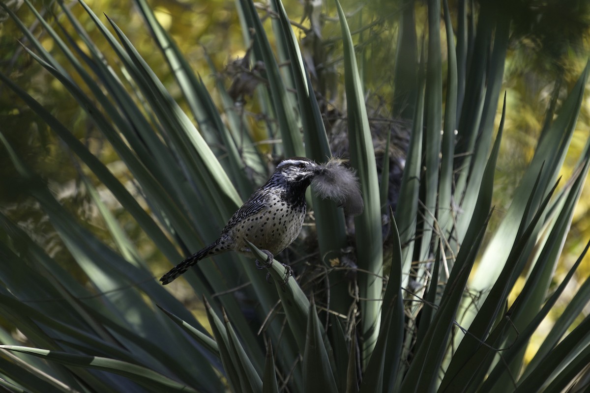 Cactus Wren - ML611446319