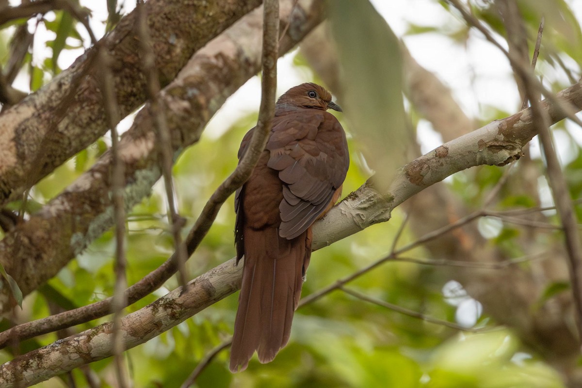 Brown Cuckoo-Dove - ML611446341